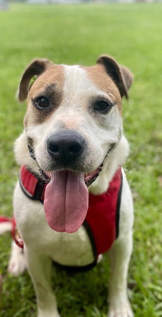 Lynk, an adoptable Mixed Breed in Saint Francisville, LA, 70775 | Photo Image 1