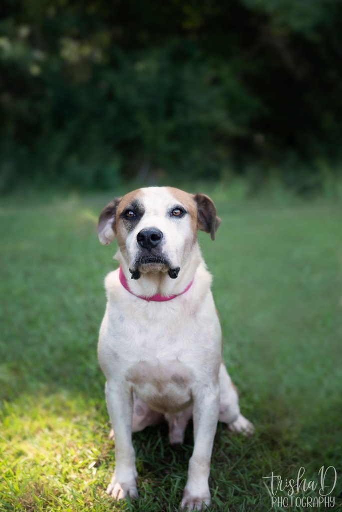 Lynk, an adoptable Mixed Breed in Saint Francisville, LA, 70775 | Photo Image 5