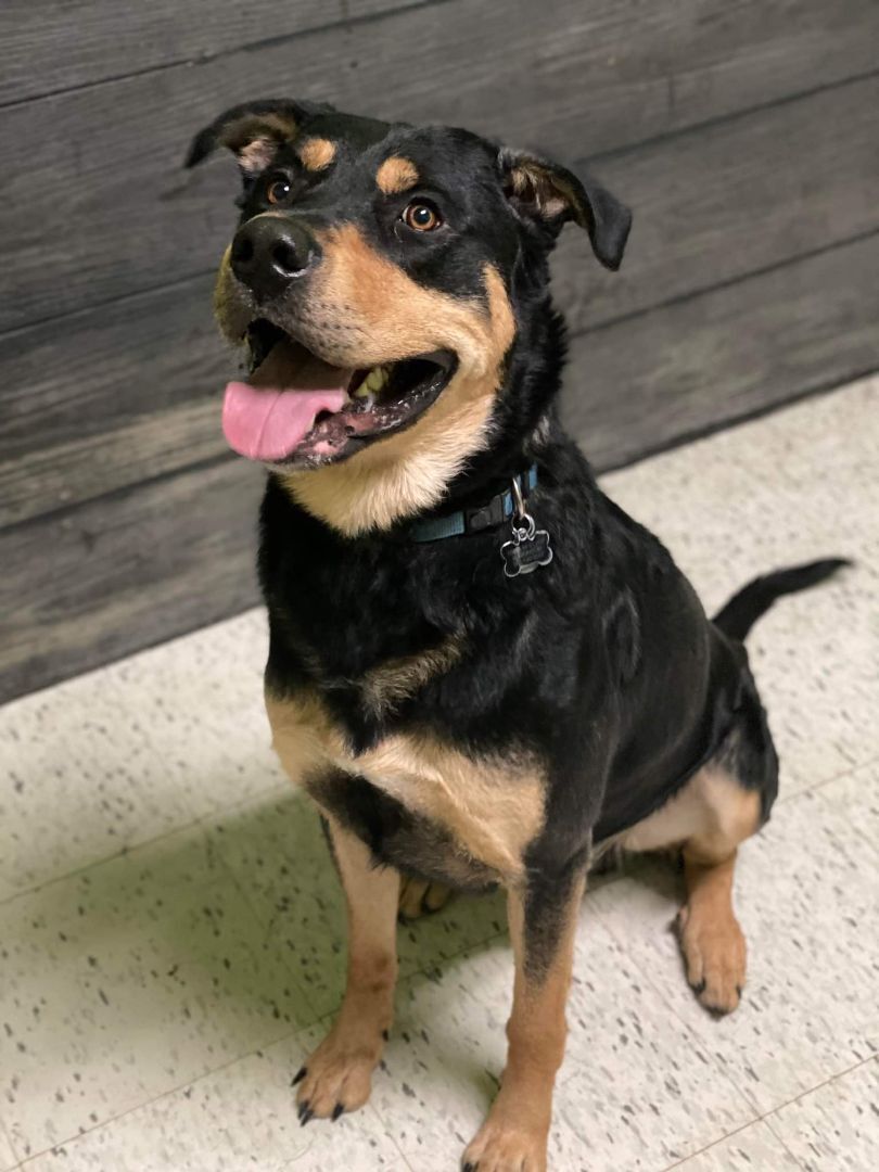 Tucker , an adoptable Rottweiler in Airdrie, AB, T4A 2H6 | Photo Image 2