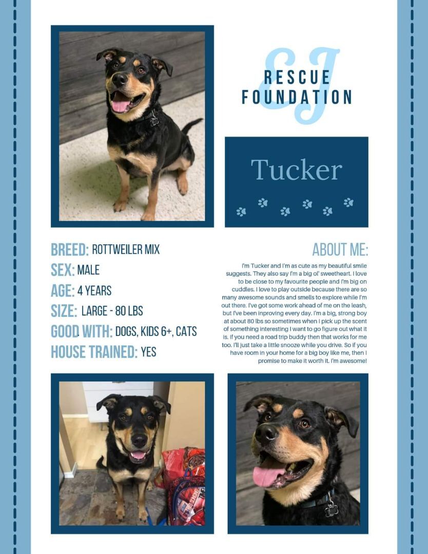 Tucker , an adoptable Rottweiler in Airdrie, AB, T4A 2H6 | Photo Image 5