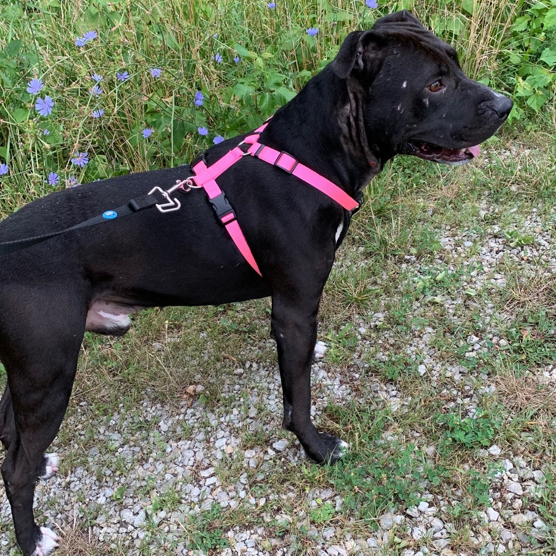 Zeus, an adoptable Pit Bull Terrier in Trenton, MO, 64683 | Photo Image 2
