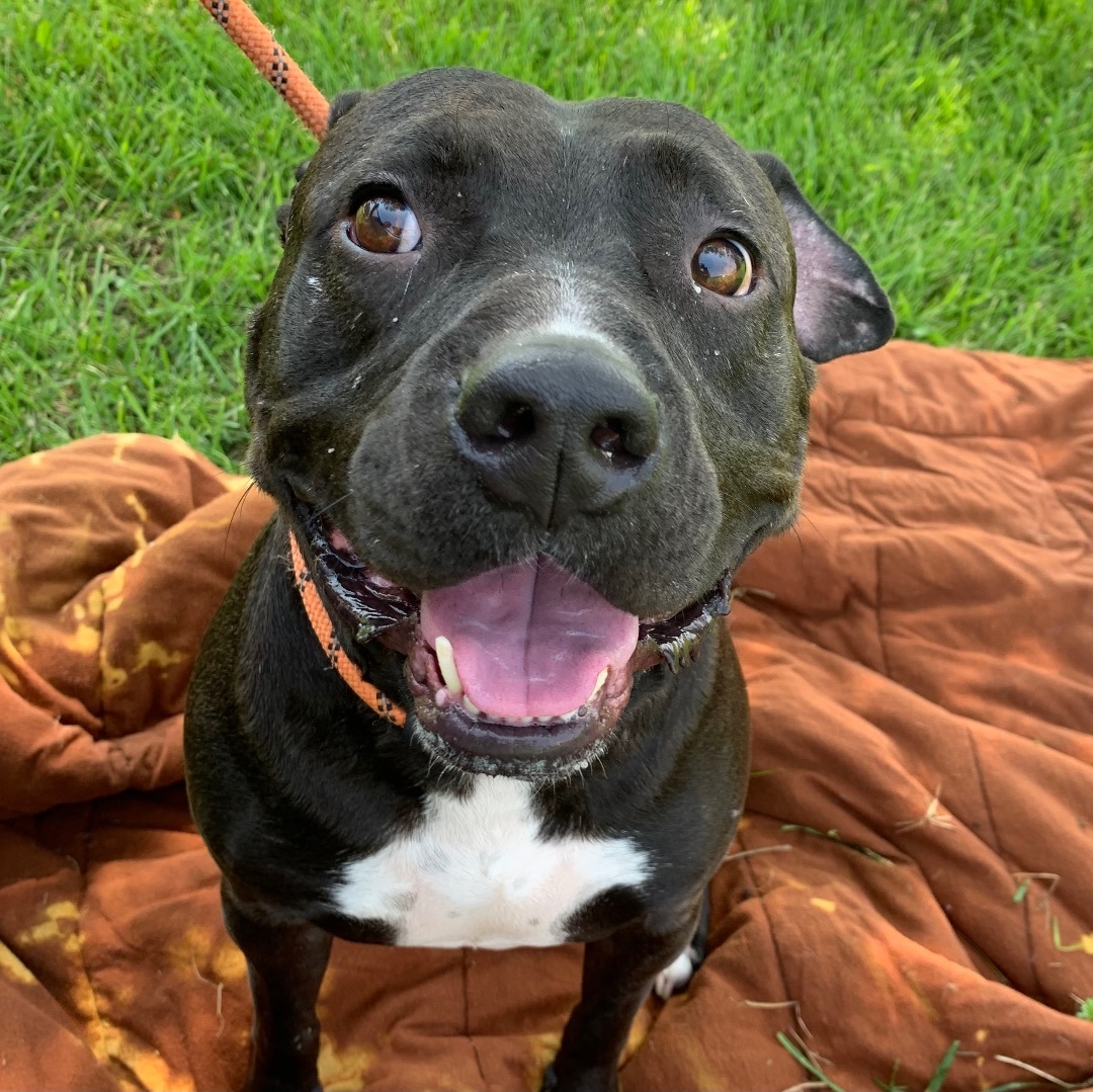 Zeus, an adoptable Pit Bull Terrier in Trenton, MO, 64683 | Photo Image 1