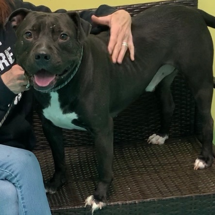 Zeus, an adoptable Pit Bull Terrier in Trenton, MO, 64683 | Photo Image 4