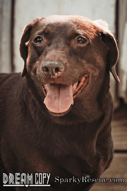 Hershey, an adopted Basset Hound & Labrador Retriever Mix in Owensboro, KY_image-1