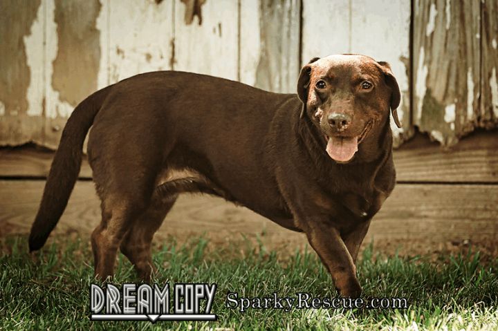 Hershey, an adopted Basset Hound & Labrador Retriever Mix in Owensboro, KY_image-2