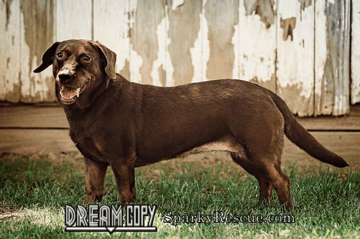 Hershey - DRD graduate, an adoptable Basset Hound & Labrador Retriever Mix in Owensboro, KY_image-3