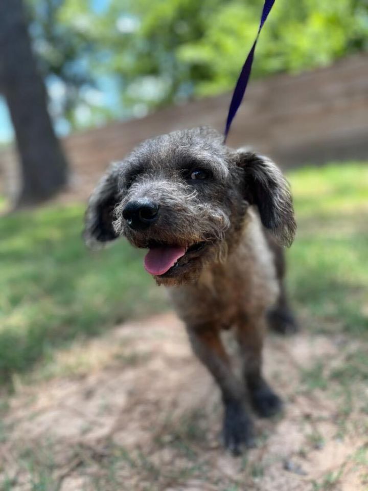 Hawkeye, an adoptable Poodle & Terrier Mix in Cypress, TX_image-1