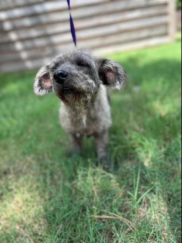 Hawkeye, an adoptable Poodle & Terrier Mix in Cypress, TX_image-4
