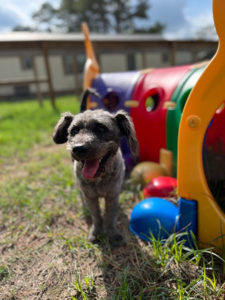 Hawkeye, an adoptable Poodle & Terrier Mix in Cypress, TX_image-6
