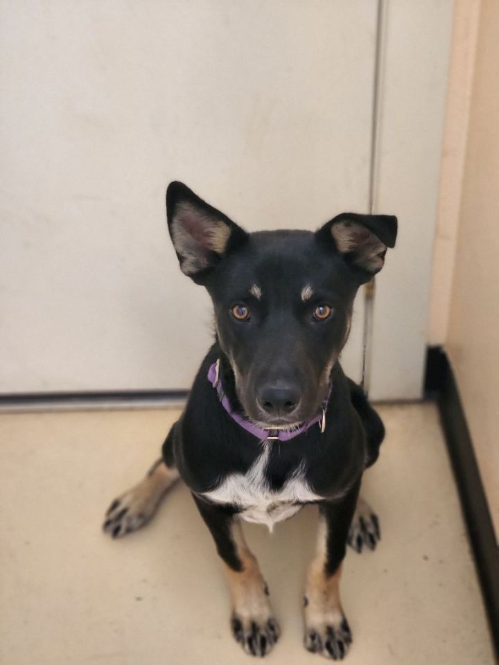 Frankie, an adopted Australian Kelpie & Border Collie Mix in Jacksonville, OR_image-4