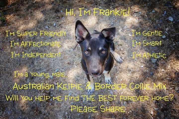 Frankie, an adopted Australian Kelpie & Border Collie Mix in Jacksonville, OR_image-5