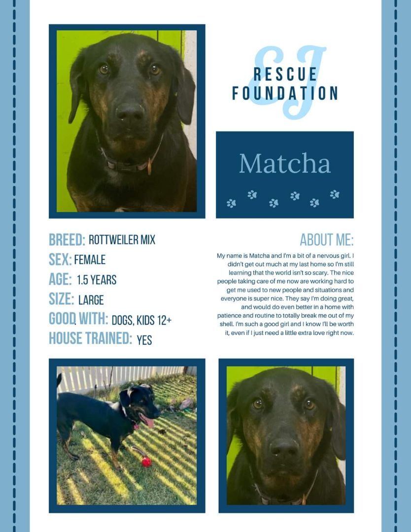 Matcha, an adoptable Rottweiler, Hound in Airdrie, AB, T4A 2H6 | Photo Image 3