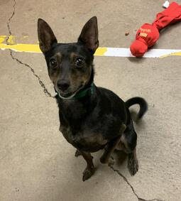 Jack, an adoptable Miniature Pinscher in Portland, OR, 97221 | Photo Image 2