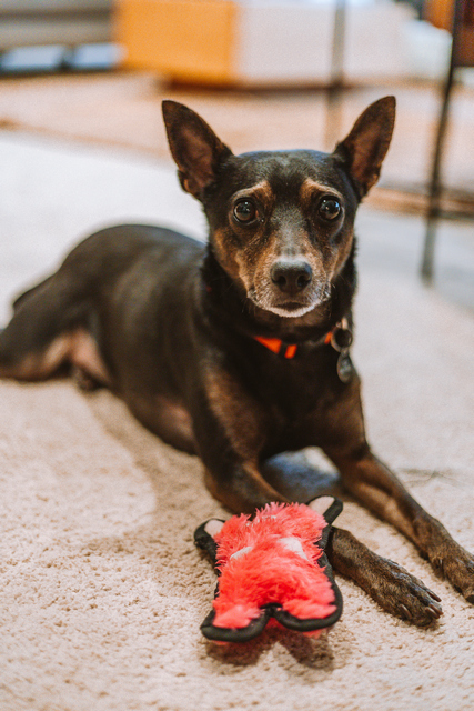 Jack, an adoptable Miniature Pinscher in Portland, OR, 97221 | Photo Image 1