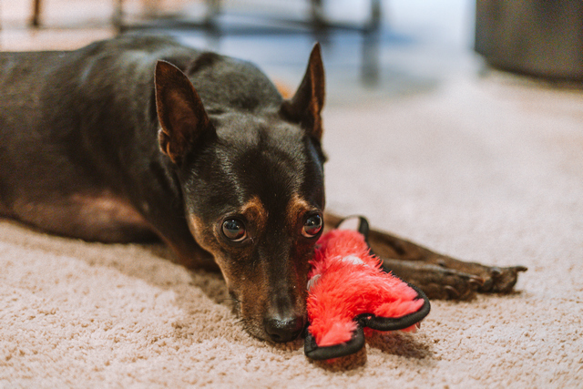 Jack, an adoptable Miniature Pinscher in Portland, OR, 97221 | Photo Image 5