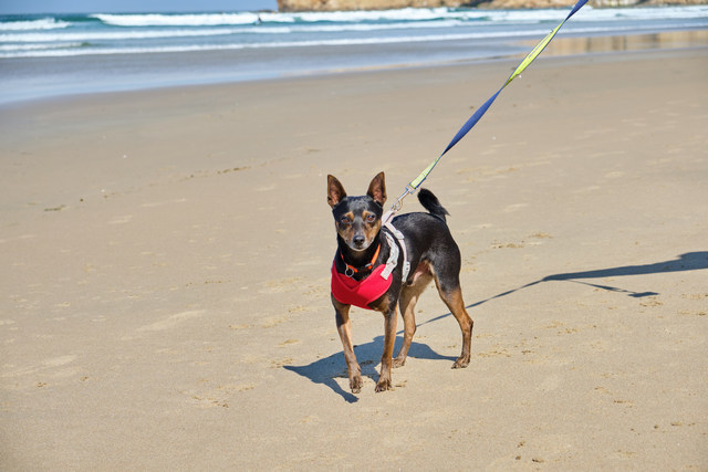 Jack, an adoptable Miniature Pinscher in Portland, OR, 97221 | Photo Image 6