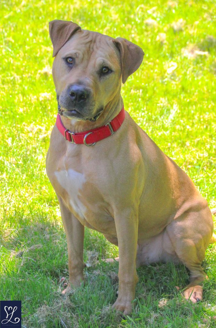 Rover, an adoptable Shar-Pei in Rochester, NY_image-5