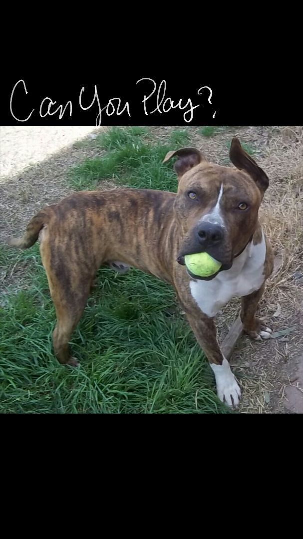 Conner, an adoptable American Staffordshire Terrier, Pit Bull Terrier in Cantua Creek, CA, 93608 | Photo Image 2