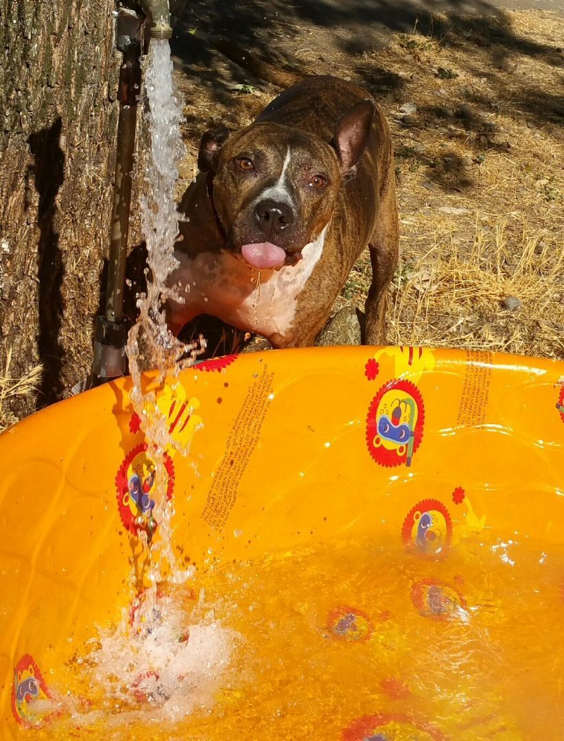 Conner, an adoptable American Staffordshire Terrier, Pit Bull Terrier in Cantua Creek, CA, 93608 | Photo Image 4