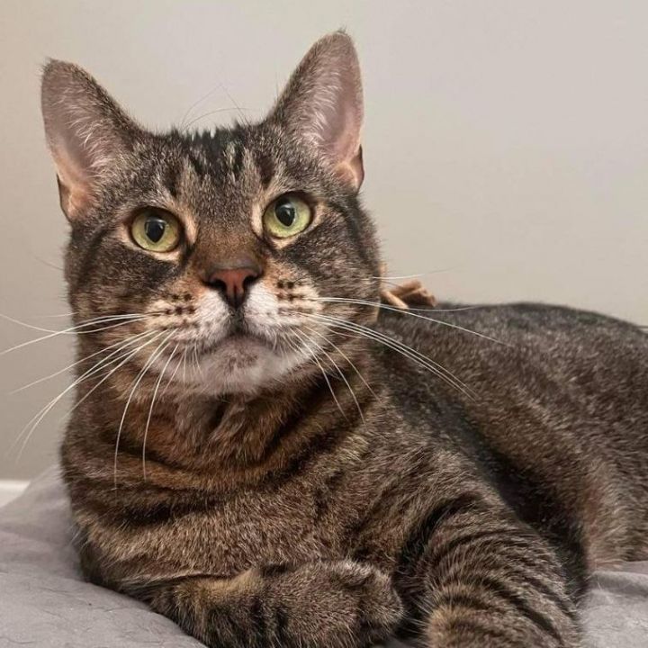 Spice , an adoptable Domestic Short Hair in Sewell, NJ_image-4