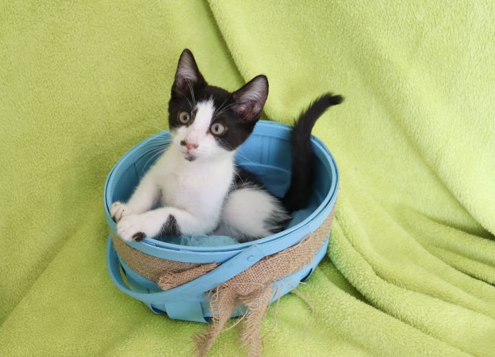 Chase, an adoptable Domestic Short Hair Mix in Saint Augustine, FL_image-4