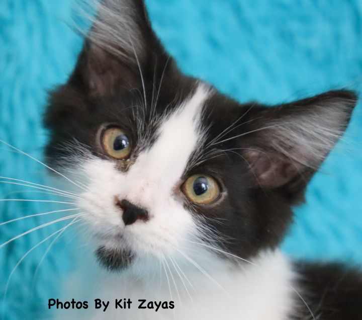 Rocky, an adopted Domestic Medium Hair Mix in Saint Augustine, FL_image-1