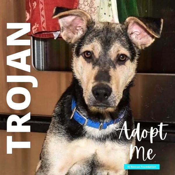Trojan, an adoptable Shepherd in Airdrie, AB, T4A 2H6 | Photo Image 1