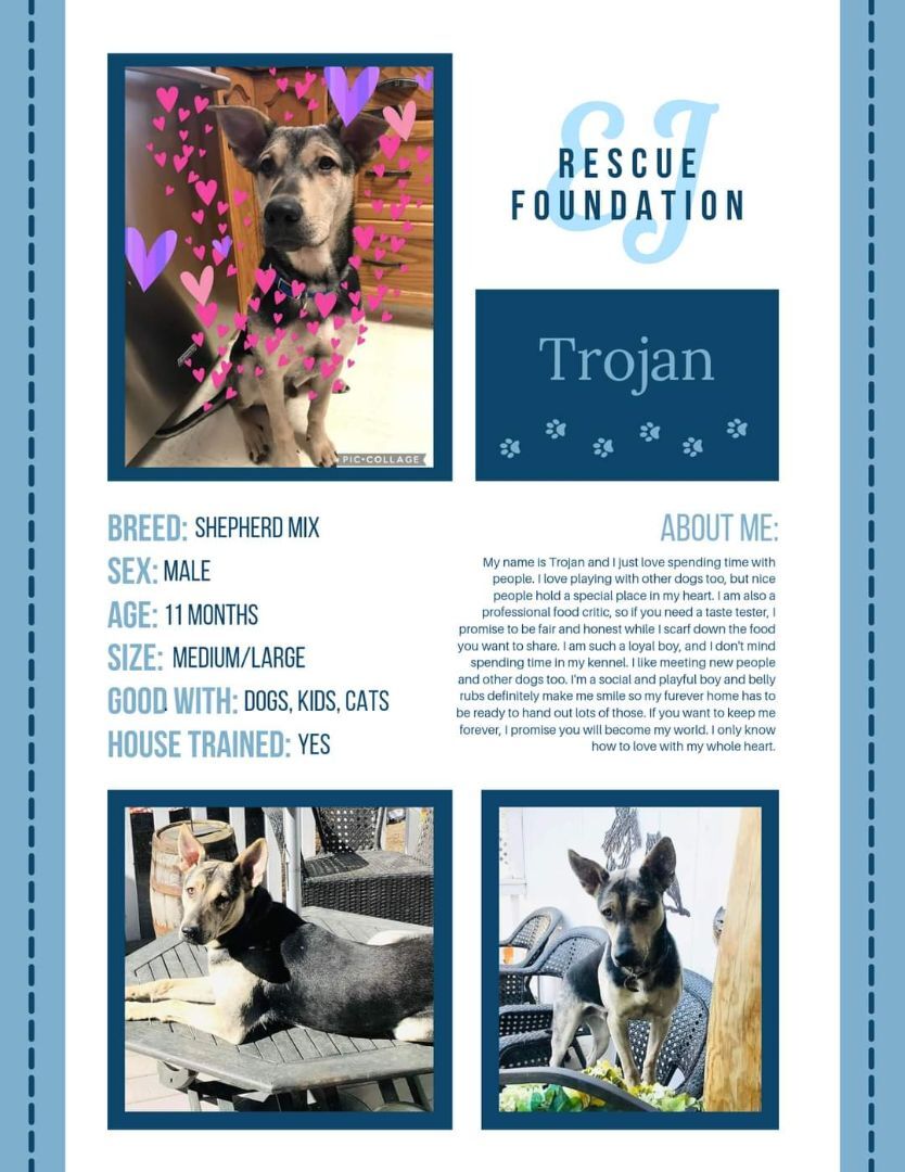 Trojan, an adoptable Shepherd in Airdrie, AB, T4A 2H6 | Photo Image 6