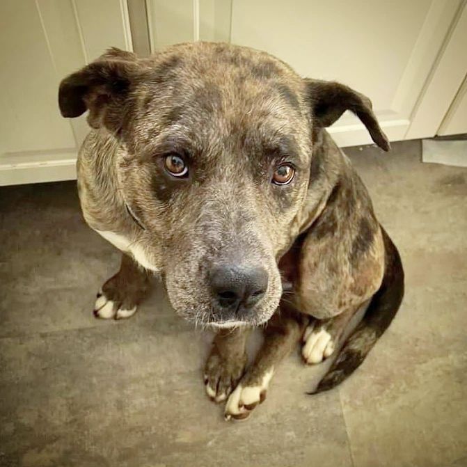 Raveka, an adoptable Catahoula Leopard Dog in Airdrie, AB, T4A 2H6 | Photo Image 3