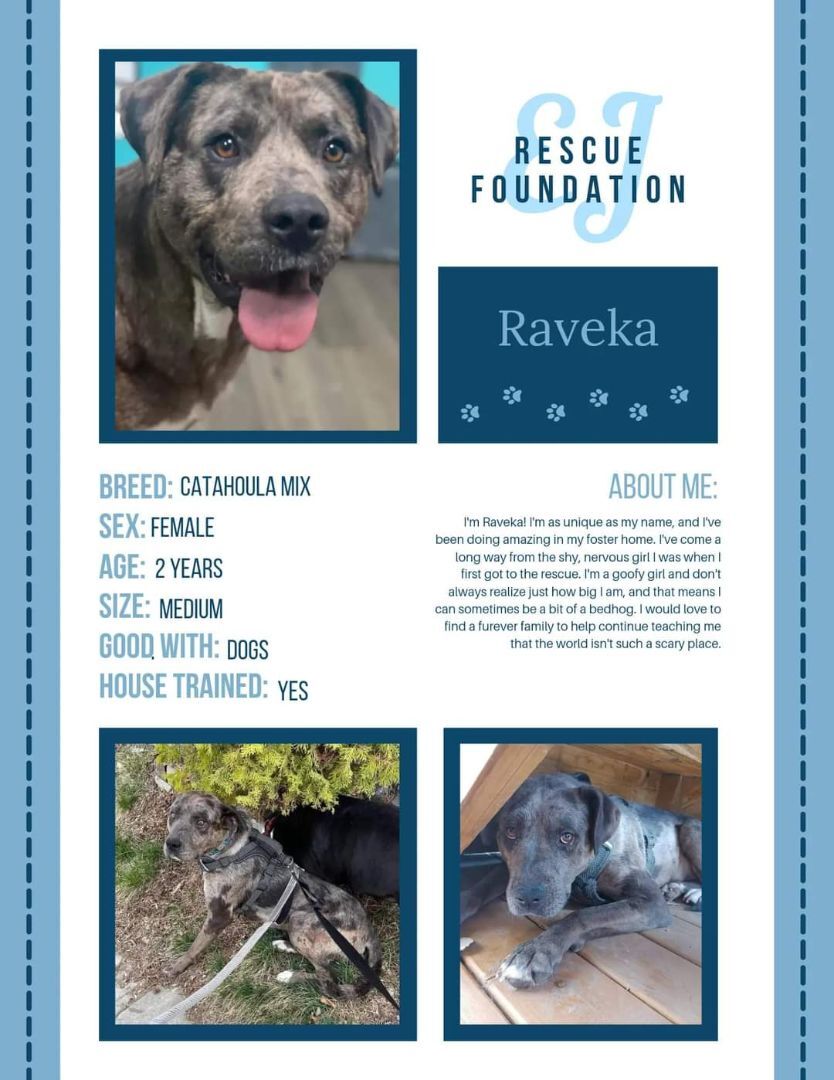 Raveka, an adoptable Catahoula Leopard Dog in Airdrie, AB, T4A 2H6 | Photo Image 6