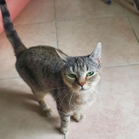 Zarina, an adoptable Domestic Short Hair in Hopkins, SC, 29061 | Photo Image 2