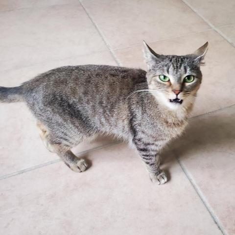 Zarina, an adoptable Domestic Short Hair in Hopkins, SC, 29061 | Photo Image 2