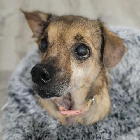 Haven, an adoptable Beagle, Mixed Breed in Little Rock, AR, 72223 | Photo Image 1