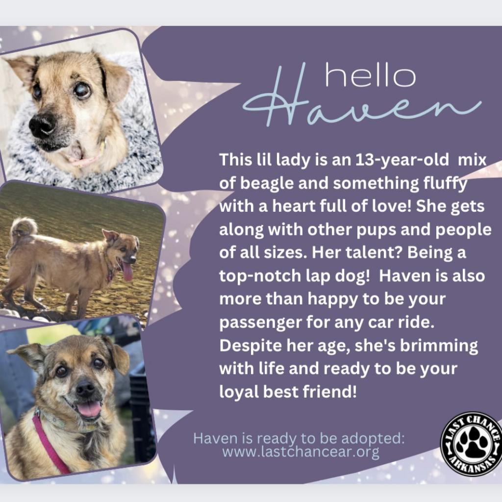 Haven, an adoptable Beagle, Mixed Breed in Little Rock, AR, 72223 | Photo Image 3