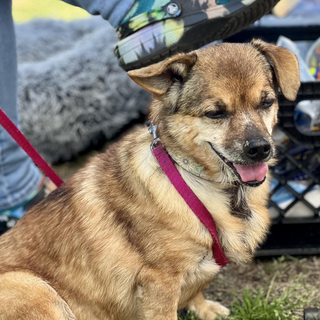 Haven, an adoptable Beagle, Mixed Breed in Little Rock, AR, 72223 | Photo Image 4