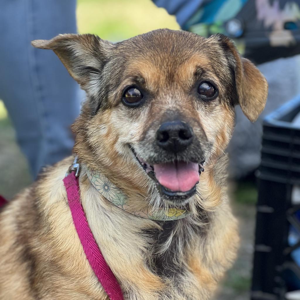 Haven, an adoptable Beagle, Mixed Breed in Little Rock, AR, 72223 | Photo Image 5