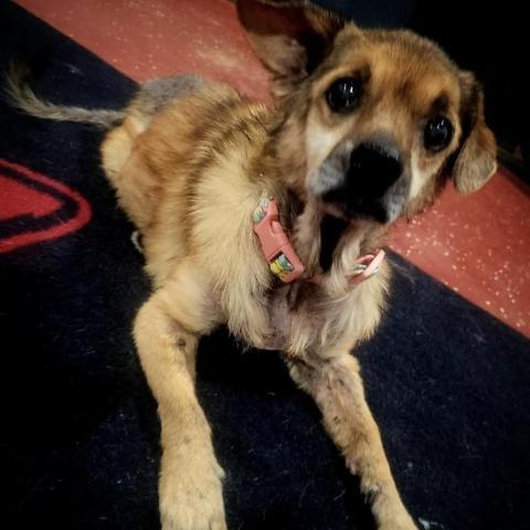 Haven, an adoptable Beagle, Mixed Breed in Little Rock, AR, 72223 | Photo Image 6