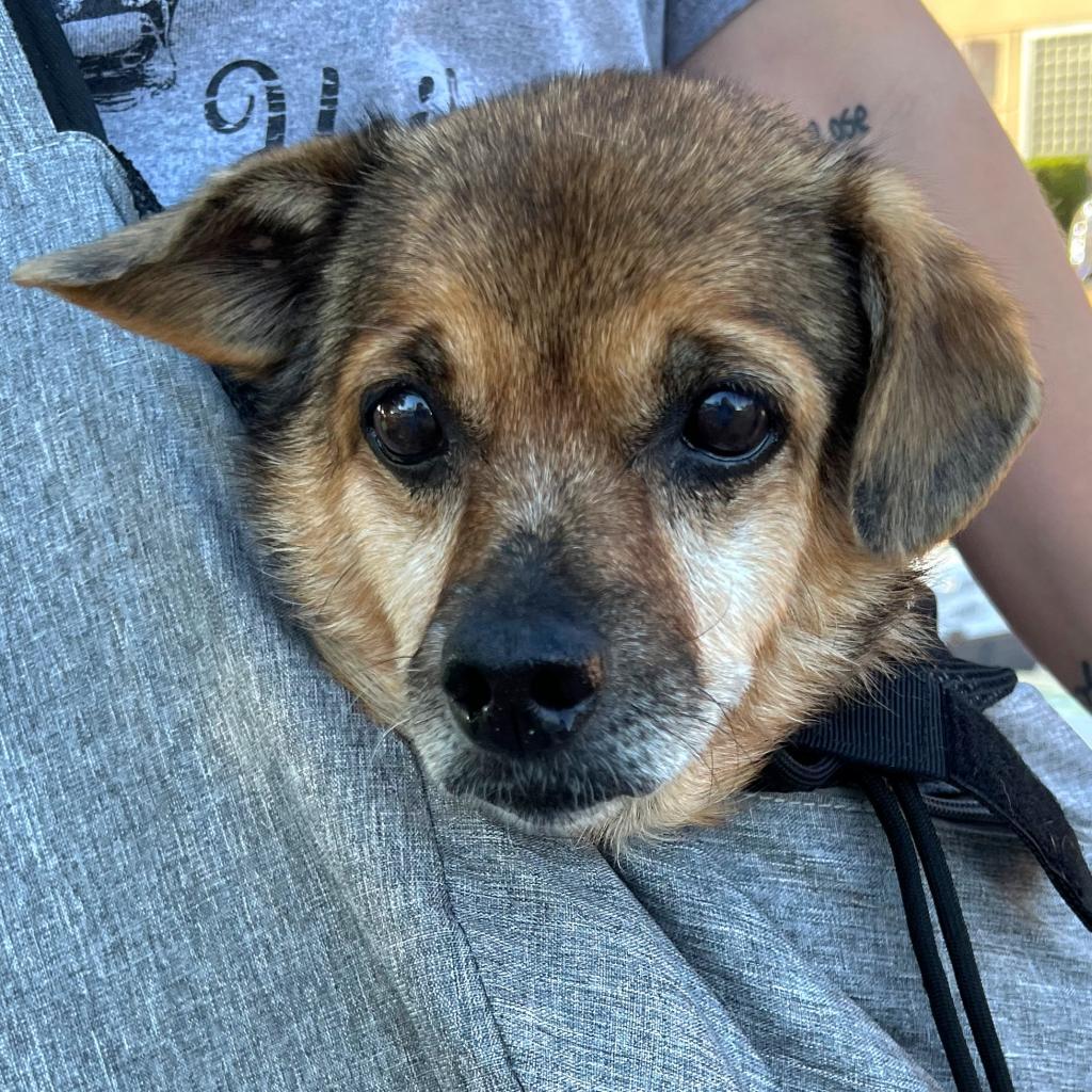 Haven, an adoptable Beagle, Mixed Breed in Little Rock, AR, 72223 | Photo Image 6