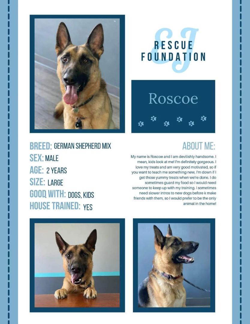 Roscoe, an adoptable German Shepherd Dog in Airdrie, AB, T4A 2H6 | Photo Image 5