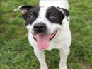 CADDY's profile on Petfinder.com