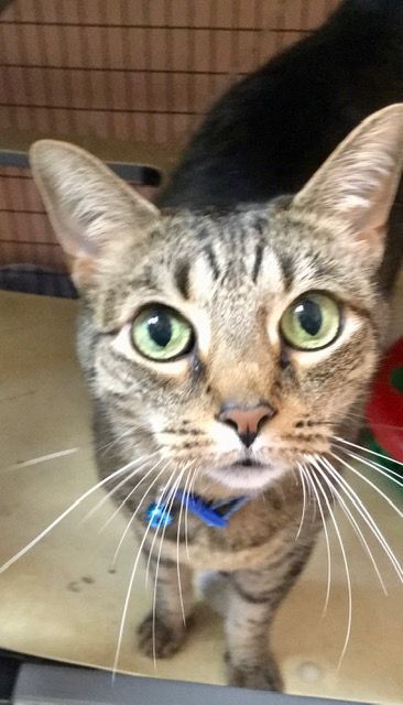 Chazzy *DECLAWED-NC ADOPTER ONLY*, an adoptable Domestic Short Hair & Tabby Mix in Greensboro, NC_image-6