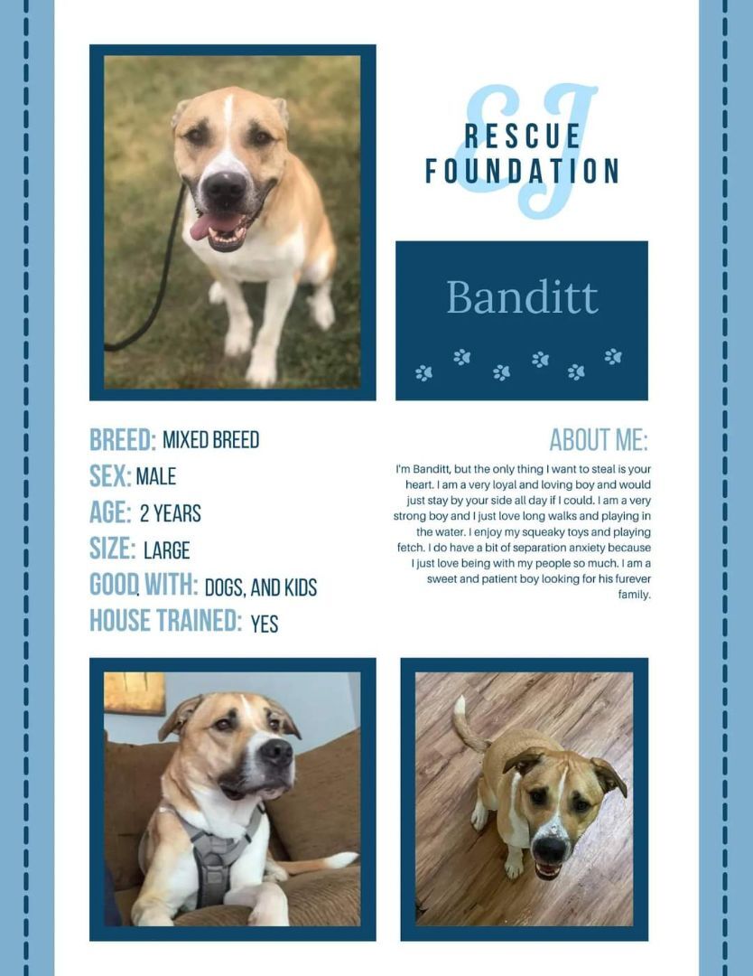 Banditt, an adoptable Mixed Breed in Airdrie, AB, T4A 2H6 | Photo Image 5