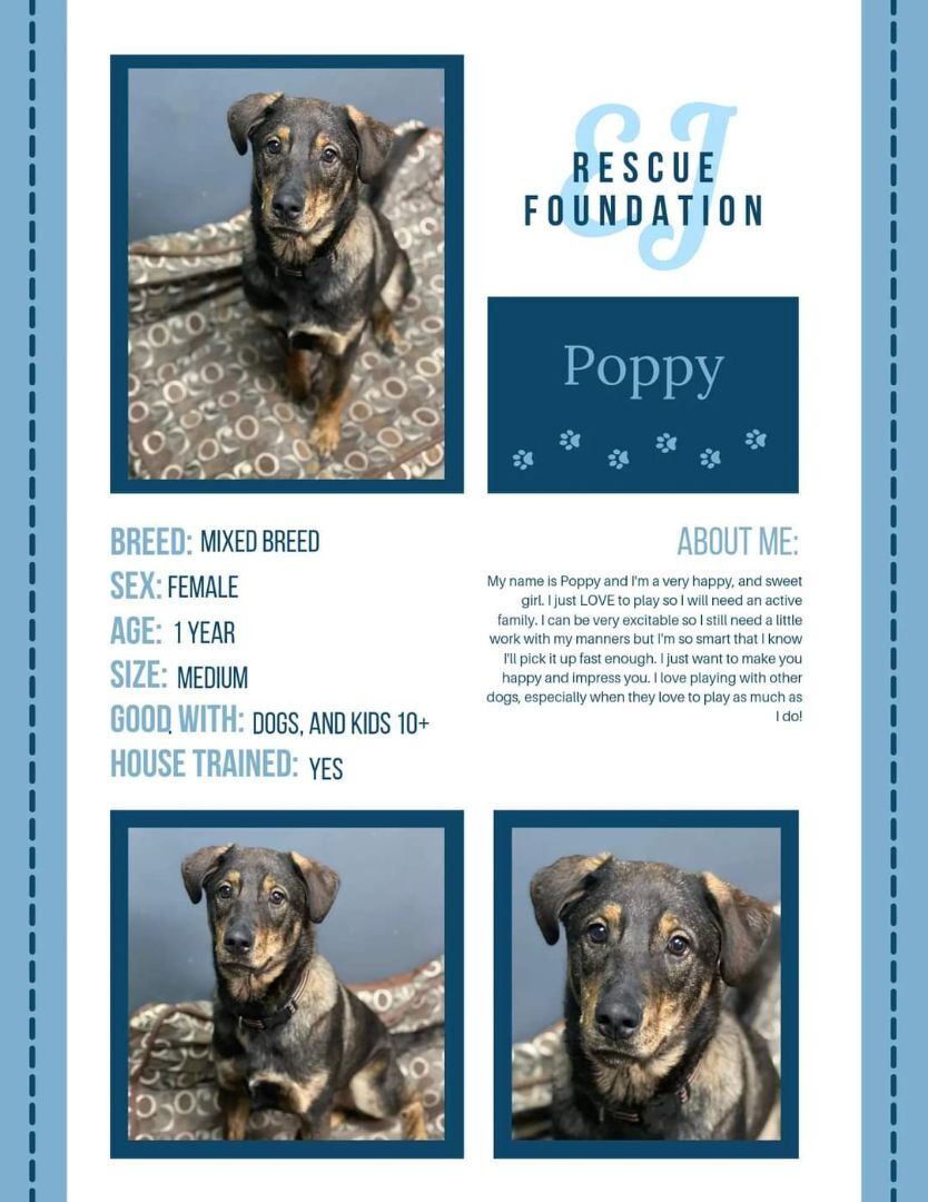 Poppy , an adoptable Mixed Breed in Airdrie, AB, T4A 2H6 | Photo Image 3