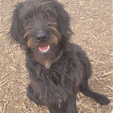 Tanana, an adoptable Labradoodle in Millville, UT, 84326 | Photo Image 1