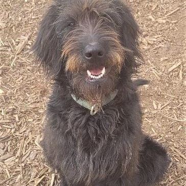 Tanana, an adoptable Labradoodle in Millville, UT, 84326 | Photo Image 2