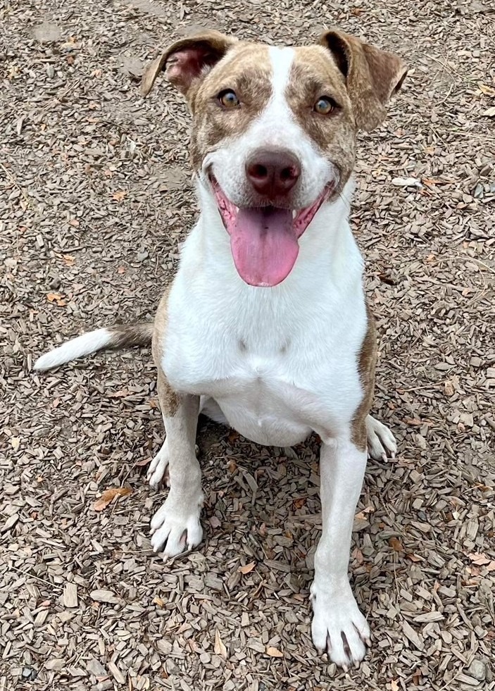 JADA, an adoptable Australian Cattle Dog / Blue Heeler, Anatolian Shepherd in Lemoore, CA, 93245 | Photo Image 1