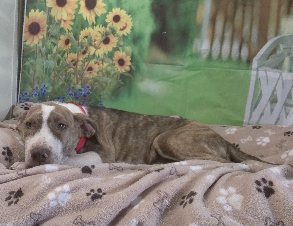 JADA, an adoptable Australian Cattle Dog / Blue Heeler, Anatolian Shepherd in Lemoore, CA, 93245 | Photo Image 2