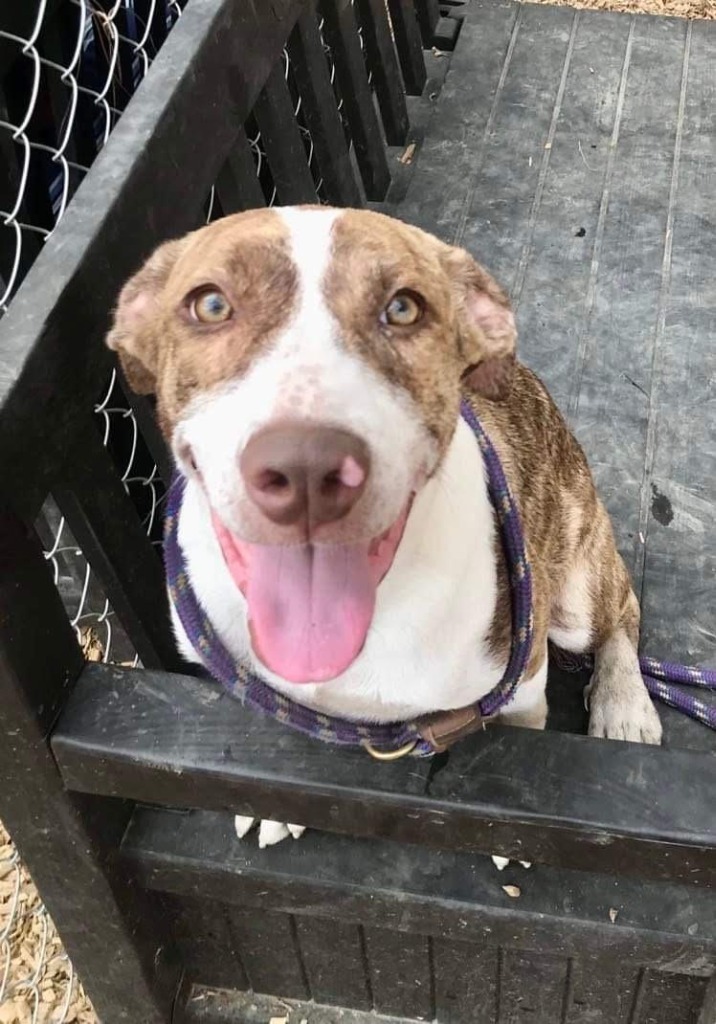 JADA, an adoptable Australian Cattle Dog / Blue Heeler, Anatolian Shepherd in Lemoore, CA, 93245 | Photo Image 3