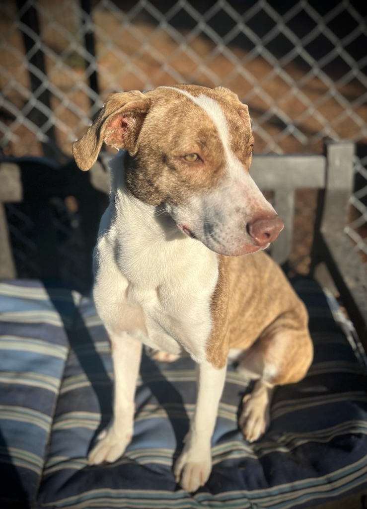 JADA, an adoptable Australian Cattle Dog / Blue Heeler, Anatolian Shepherd in Lemoore, CA, 93245 | Photo Image 4