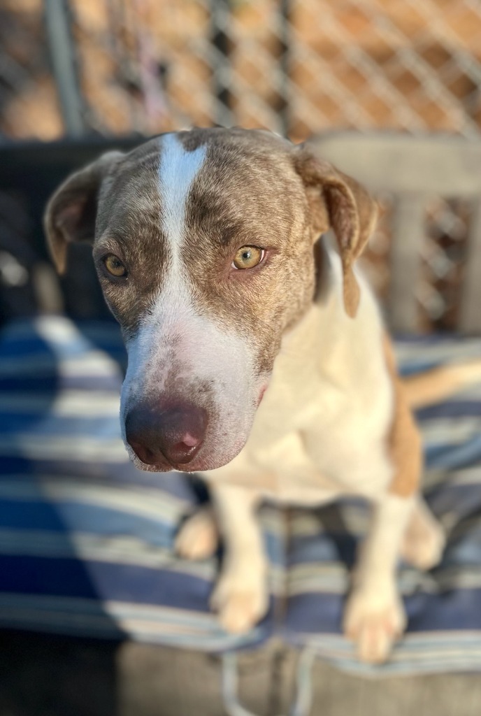 JADA, an adoptable Australian Cattle Dog / Blue Heeler, Anatolian Shepherd in Lemoore, CA, 93245 | Photo Image 5